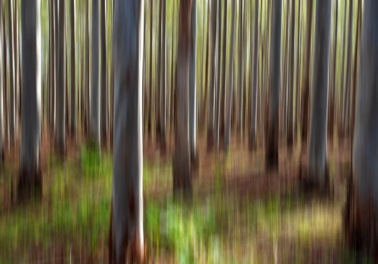 Forest Picture Photograph in YALLINGUP, western Australia