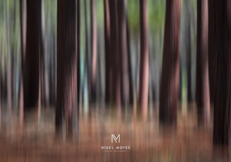 Landscape Prints For Sale in Perth - Forest Picture Photograph in YALLINGUP, western Australia