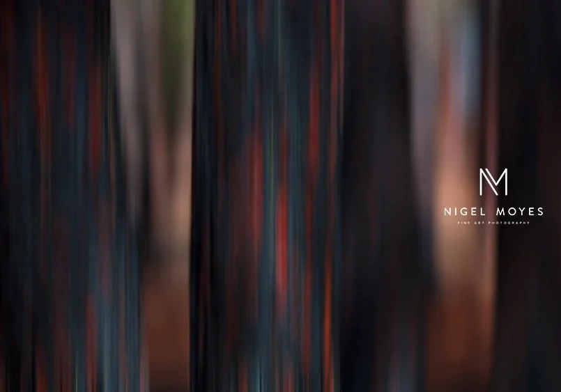 ellenbrook+pines+1_landscapes_nigel+moyes_photography.
