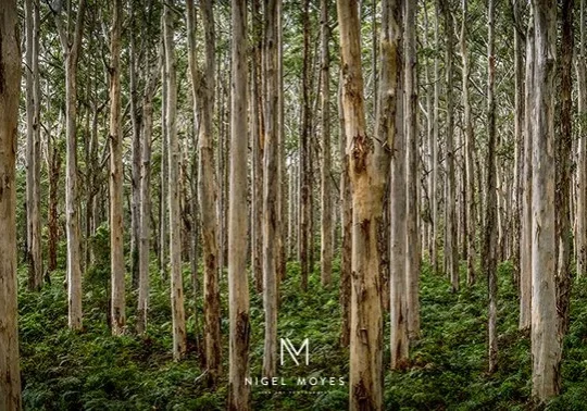 Yellingup Trees - Natural Landscape Photography Western Australia