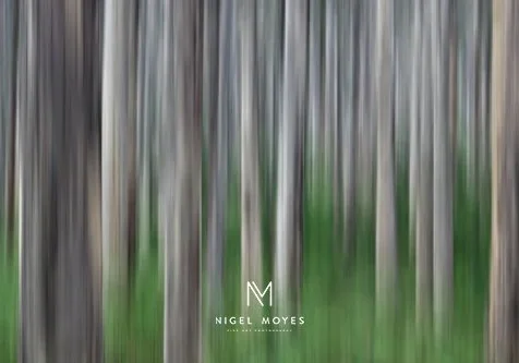 Yellingup Trees - Natural Landscape Photography Western Australia