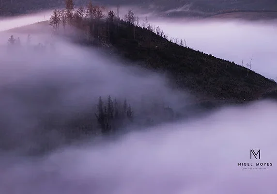 lavender+dawn+signed