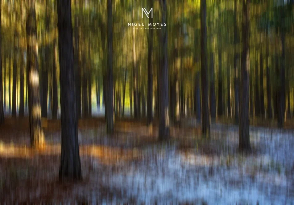 Forest Picture Photograph in YALLINGUP, western Australia
