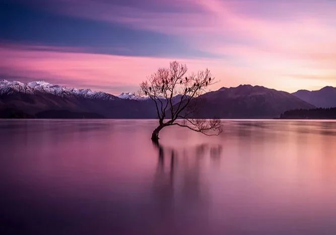 that+tree+signed